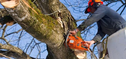 Ensuring Tree Safety Through Quality Tree Work