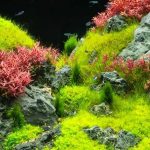 Creating Lush Aquatic Landscapes The Beauty and Benefits of Aquarium Carpet Plants