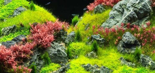 Creating Lush Aquatic Landscapes The Beauty and Benefits of Aquarium Carpet Plants