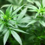 cannabis doctors australia